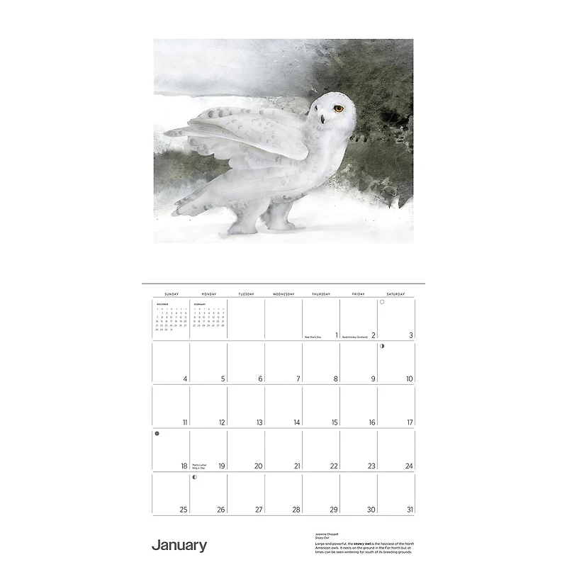 Owls Jeannine Chappell 2026 Wall Calendar