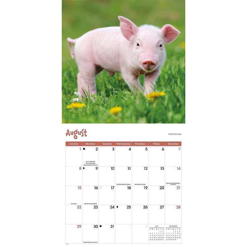 Mini Pigs 2027 Wall Calendar