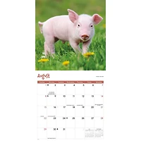Mini Pigs 2027 Wall Calendar