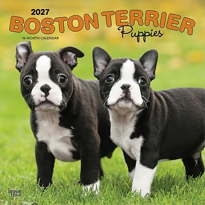Boston Terrier Puppies 2027 Wall Calendar - Online Only