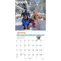 Crusoe the Celebrity Dachshund 2027 Mini Calendar