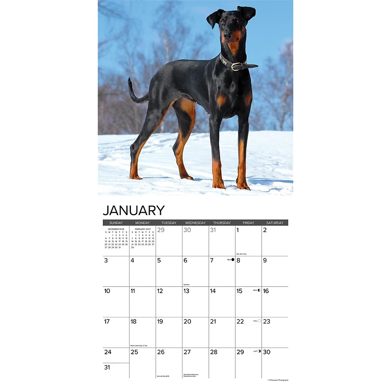 Doberman Pinschers 2027 Wall Calendar - Online Only