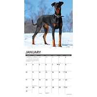 Doberman Pinschers 2027 Wall Calendar - Online Only