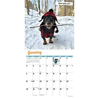Crusoe The Celebrity Dachshund 2026 Wall Calendar