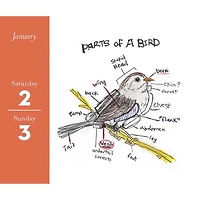 Field Guide to Dumb Birds 2027 Box Calendar