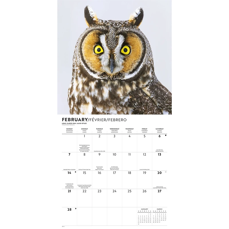 Owls 2027 Wall Calendar