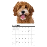Labradoodles 2027 Wall Calendar