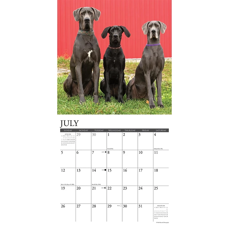Just Great Danes 2026 Wall Calendar