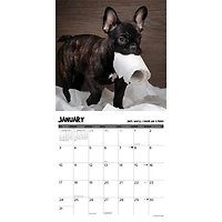 Pardon My Frenchie 2027 Wall Calendar