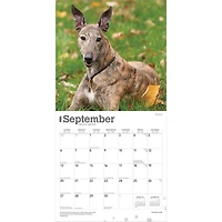 Greyhounds 2026 Wall Calendar