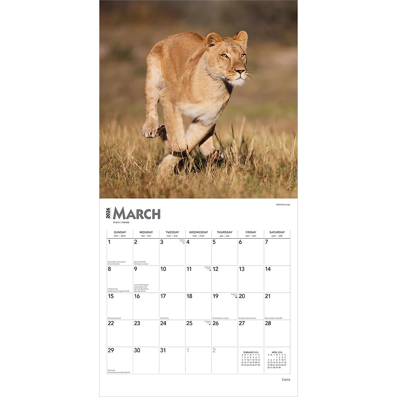 Lions 2026 Wall Calendar - Online Only