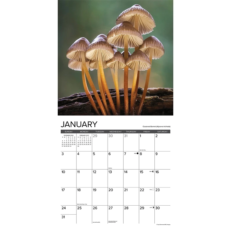 Mushrooms 2027 Wall Calendar - Online Only