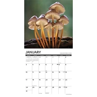 Mushrooms 2027 Wall Calendar - Online Only