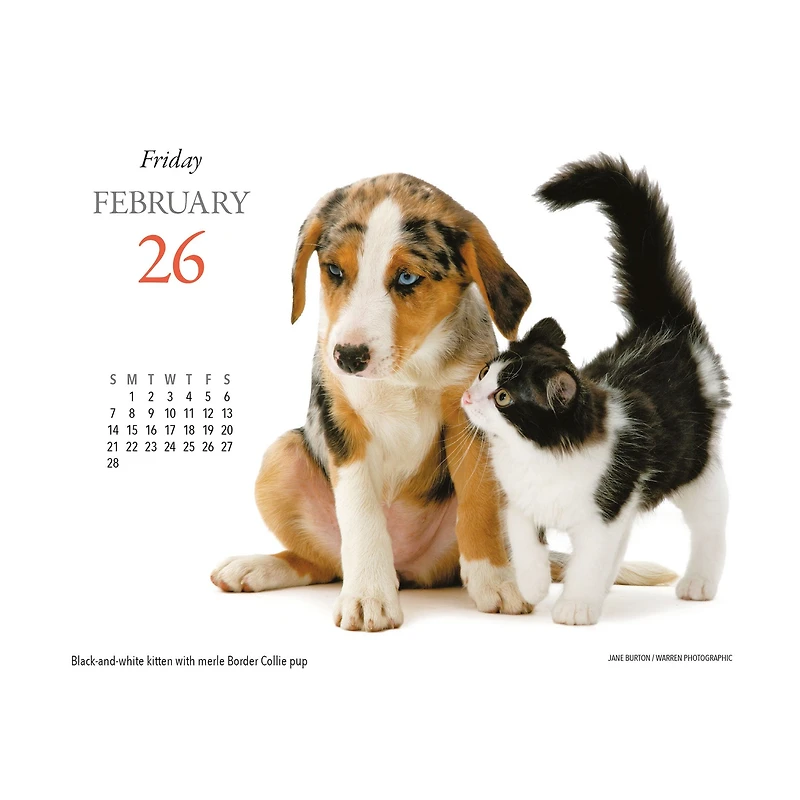 Kittens and Friends 2027 Box Calendar