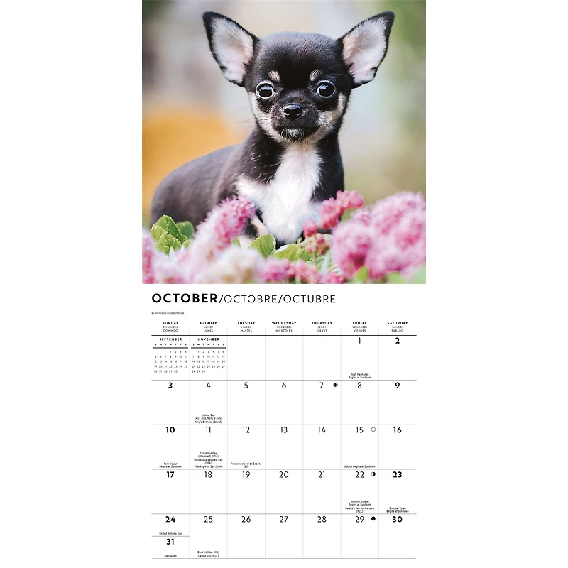 Chihuahua Puppies 2027 Mini Calendar