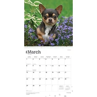 Chihuahuas 2026 Wall Calendar