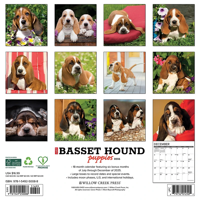 Just Basset Hound Puppies 2026 Wall Calendar - Online Only