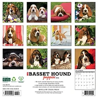 Just Basset Hound Puppies 2026 Wall Calendar - Online Only
