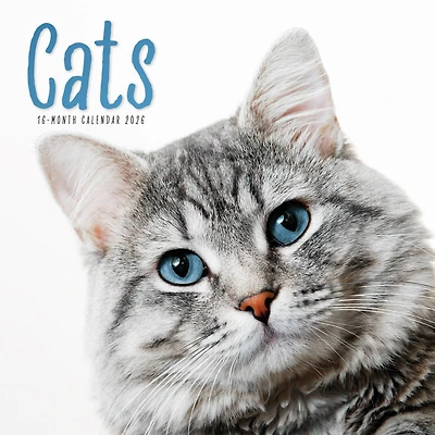 Cats Wall  2026 Calendar