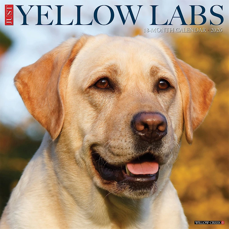 Just Yellow Labs 2026 Wall Calendar