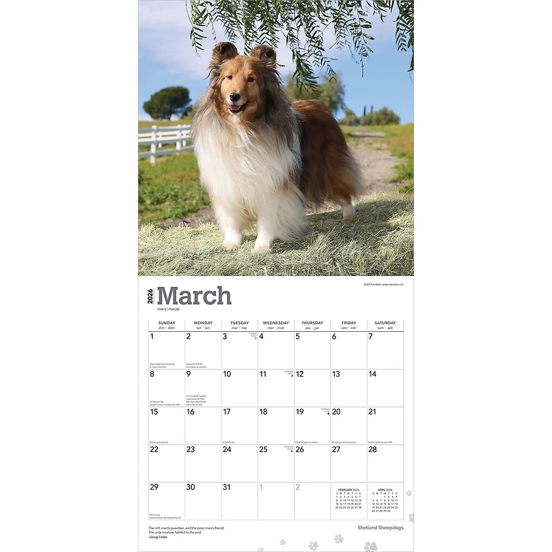 Shetland Sheepdogs 2026 Wall Calendar - Online Only