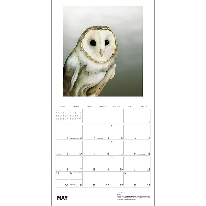 Owls Jeannine Chappell 2027 Wall Calendar