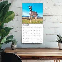 Greyhounds 2026 Wall Calendar