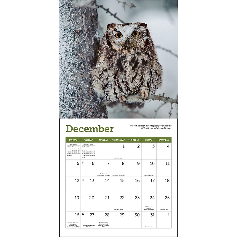 Owls 2027 Mini Calendar