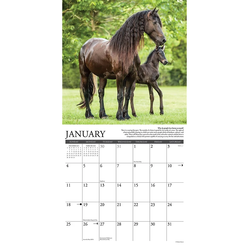 Why Horses Do That 2026 Wall Calendar