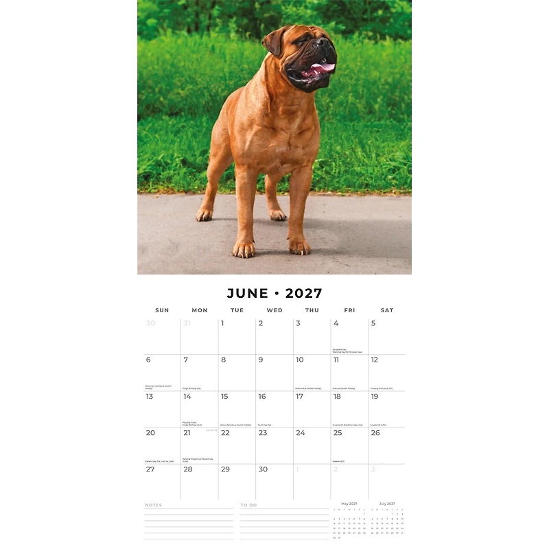Mastiffs 2027 Wall Calendar