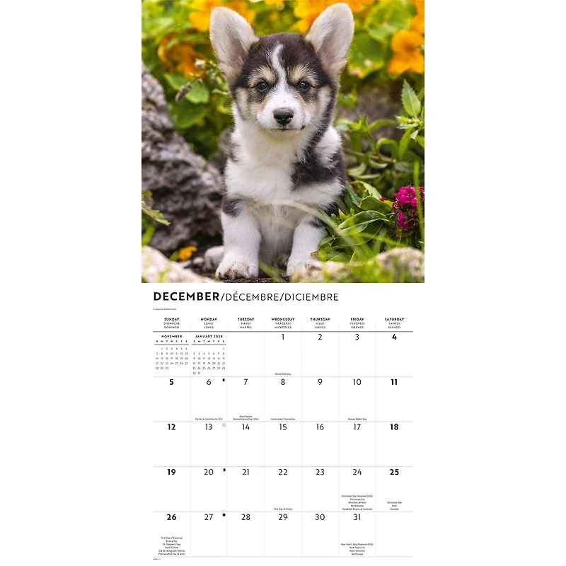 Corgi Puppies 2027 Wall Calendar