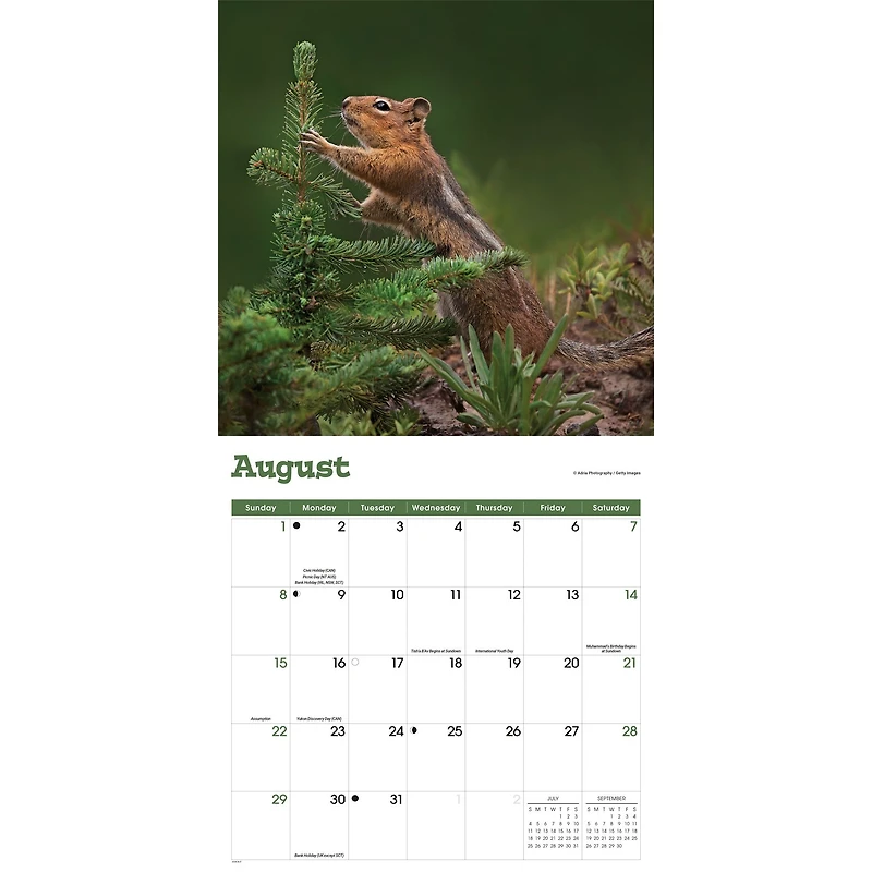Squirrels 2027 Wall Calendar