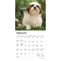 Shih Tzu Puppies 2026 Mini Calendar