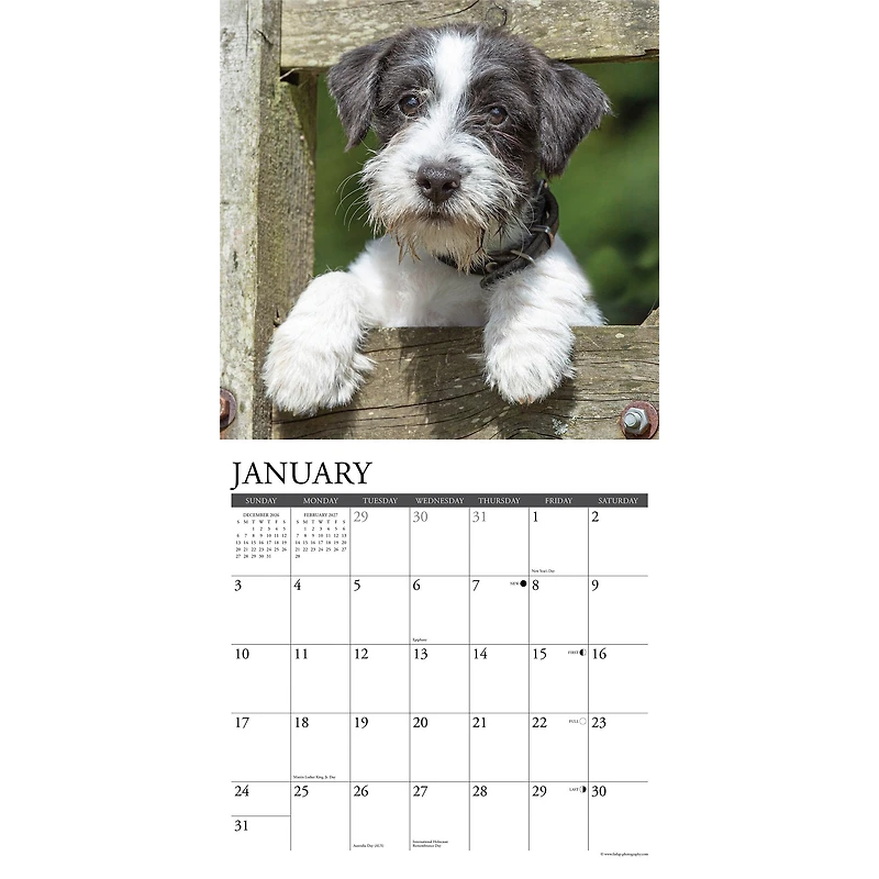 Jack Russells 2027 Wall Calendar