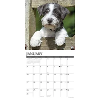 Jack Russells 2027 Wall Calendar