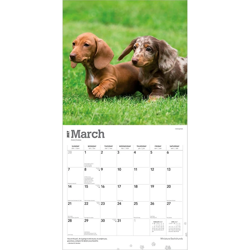 Miniature Dachshunds 2027 Wall Calendar