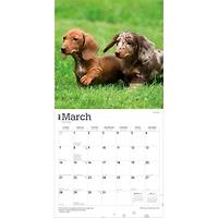 Miniature Dachshunds 2027 Wall Calendar