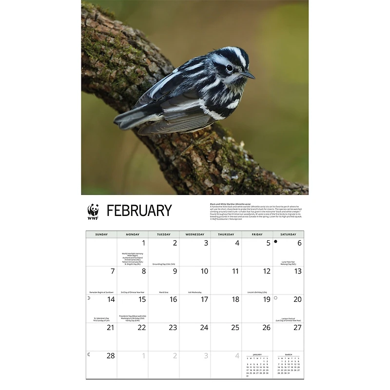 World Wildlife Fund Songbirds 2027 Wall Calendar