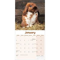 Lop-Eared Rabbits 2027 Wall Calendar