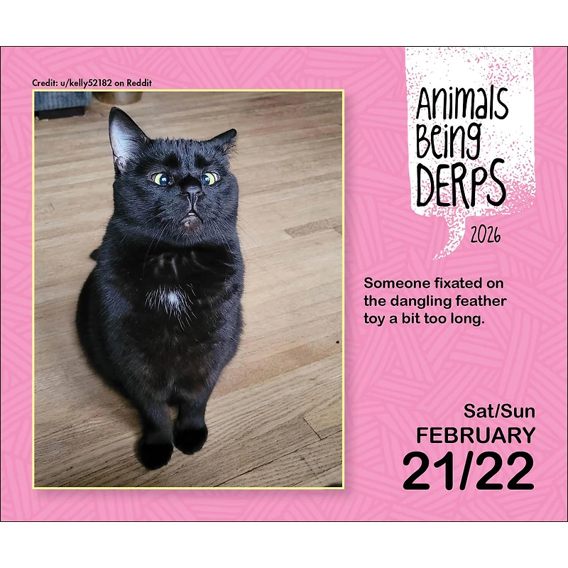 Animals Being Derps 2026 Box Calendar
