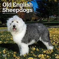 Old English Sheepdogs 2026 Wall Calendar