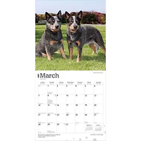 Australian Cattle Dogs 2027 Wall Calendar - Online Only