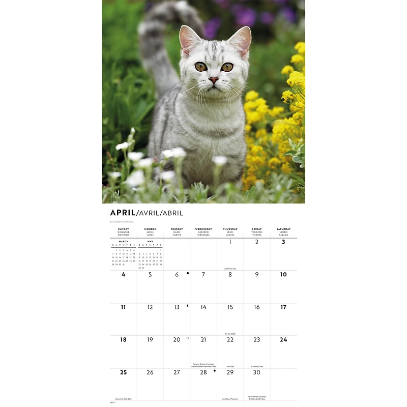 Love of Cats 2027 Wall Calendar