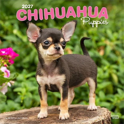 Chihuahua Puppies 2027 Wall Calendar