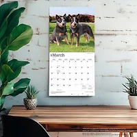Australian Cattle Dogs 2027 Wall Calendar - Online Only