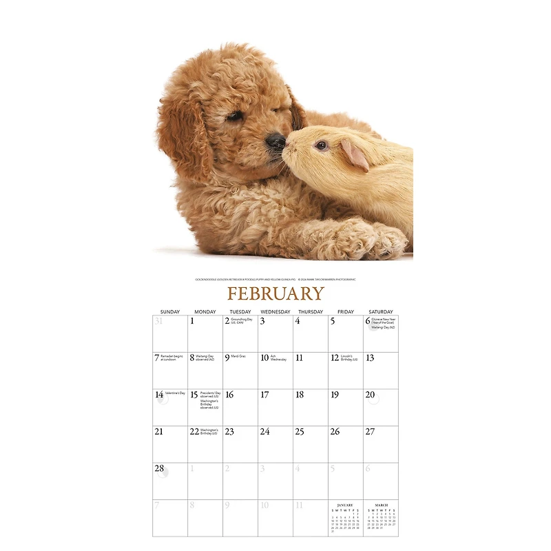 Puppies and Friends 2027 Mini Calendar
