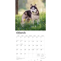 Siberian Huskies 2026 Wall Calendar