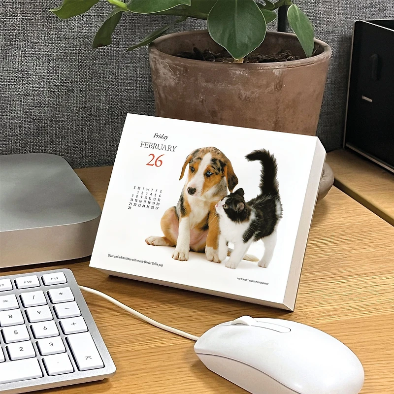 Kittens and Friends 2027 Box Calendar