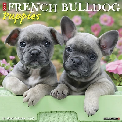 French Bulldog Puppies 2027 Wall Calendar