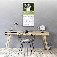 American Staffordshire Terrier 2027 Wall Calendar - Online Only